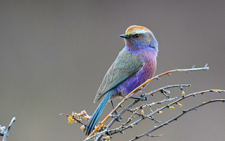 Sichuan birding tours