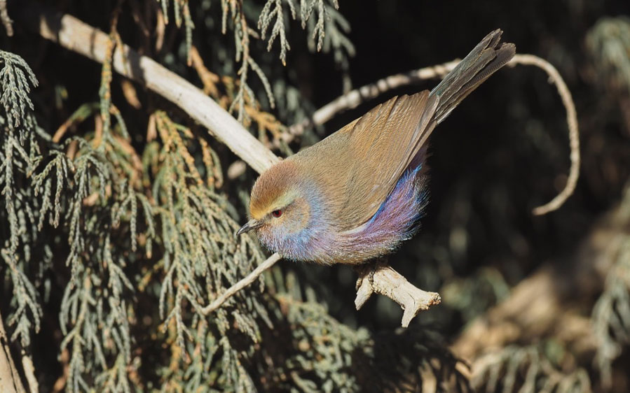 Quinghai birding tours
