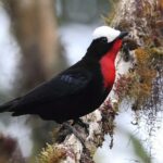 Northern Peru birding tours