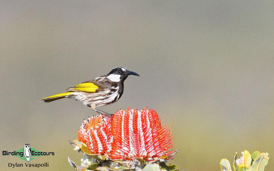Western Australia birding tours