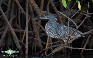 Senegal birding tour