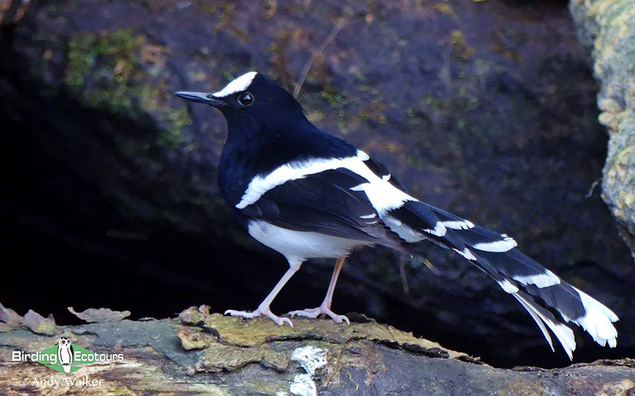 Northern Thailand birding tours