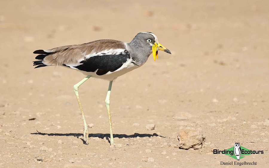 Tanzania birding tour