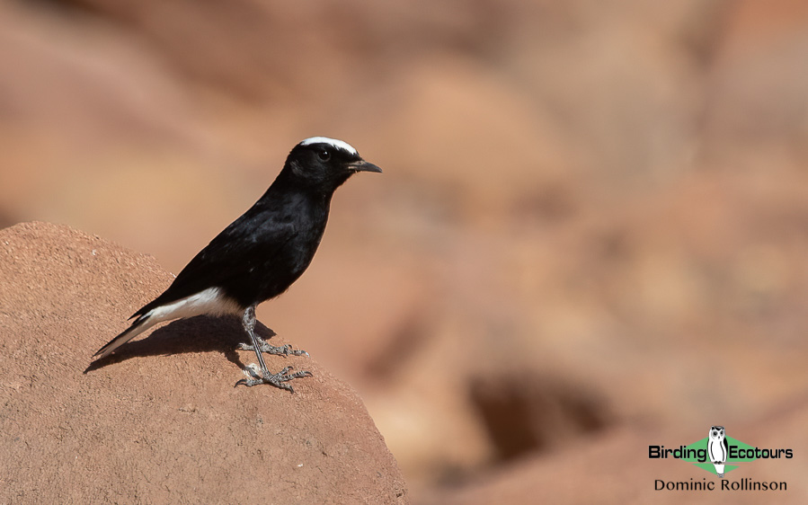 Morocco birding tours