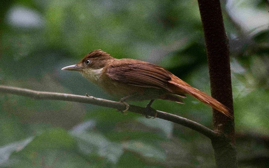 Brazil birding report