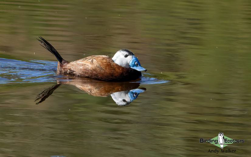 Spain birding tours