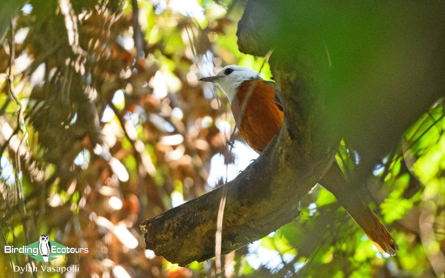 Angola birding tours