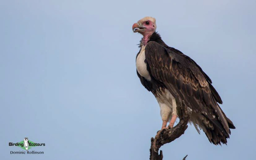 Tanzania birding tour