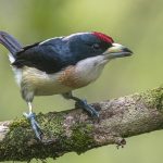 Medellin and Bogota birding tours