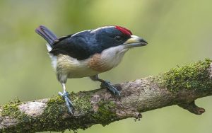 Medellin and Bogota birding tours