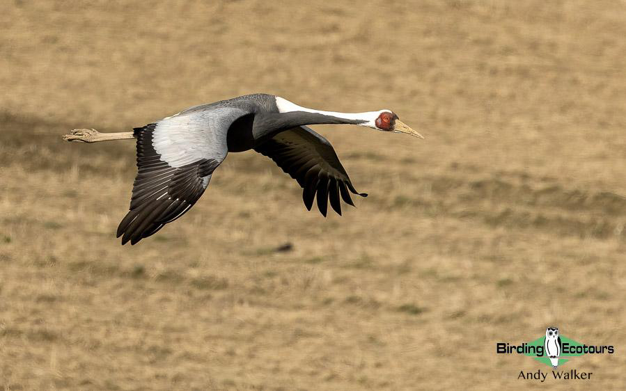 Mongolia birding tours
