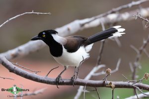 Northeast Brazil birding tours