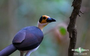 Ghana birding tours