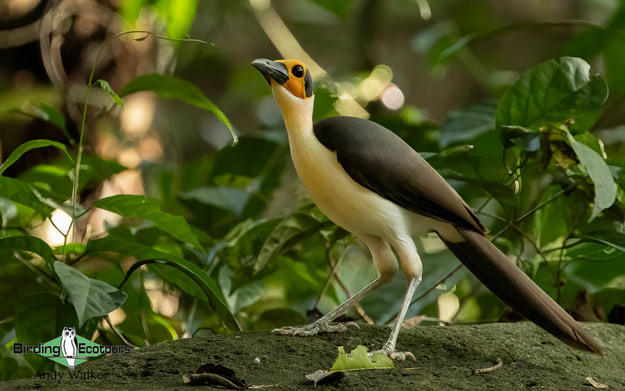 Ghana birding tours