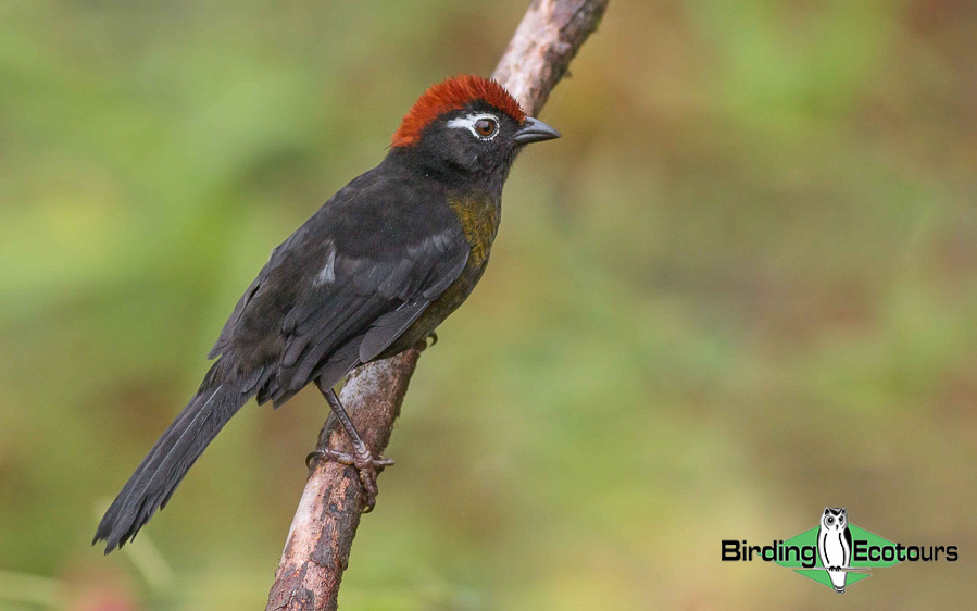 Colombia birding tours