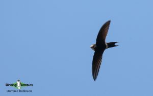 Andalusia birding tour