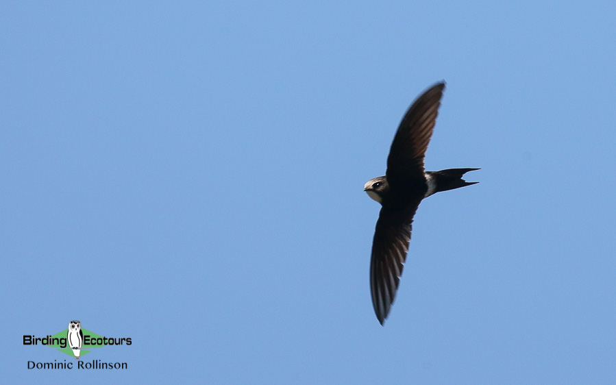 Andalusia birding tour