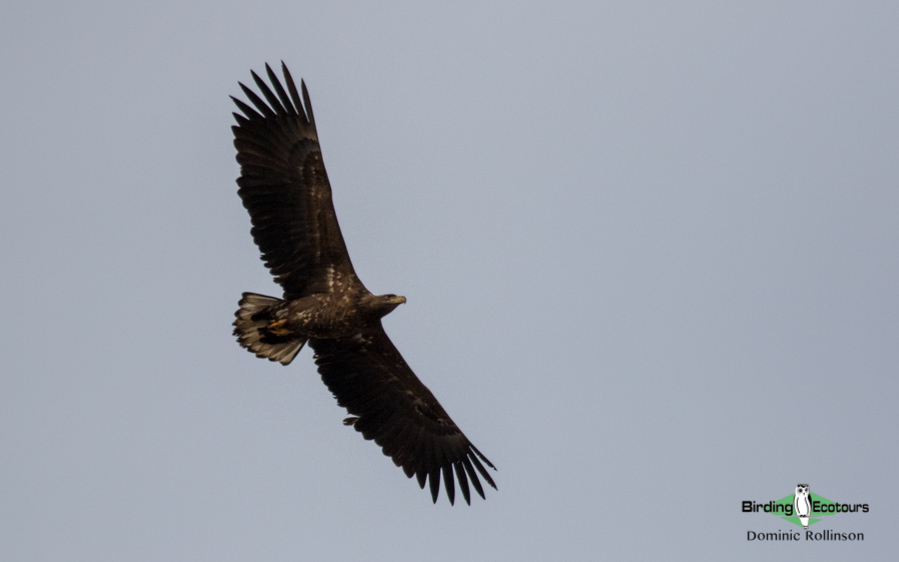 Greece birding tours