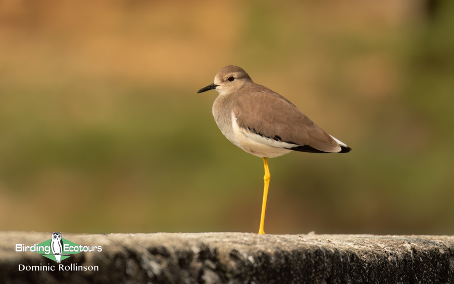Azerbaijan birding tours