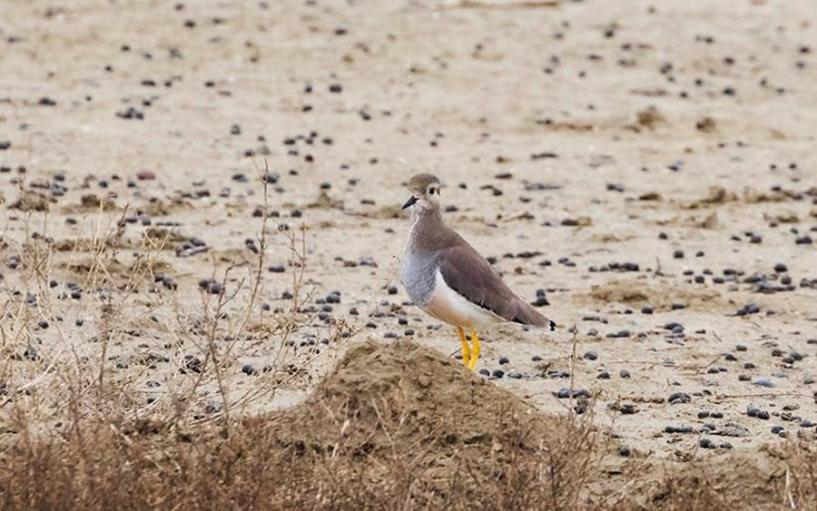 Azerbaijan birding tours