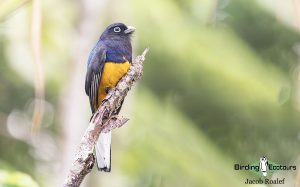 Panama birding tours