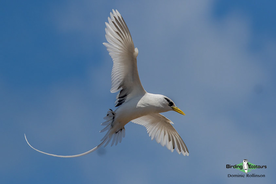 Jamaica birding tour