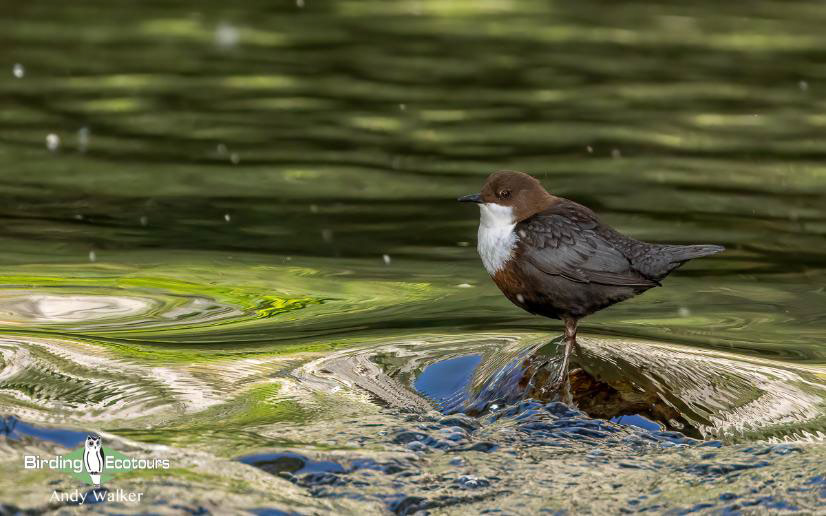 Spain birding tours