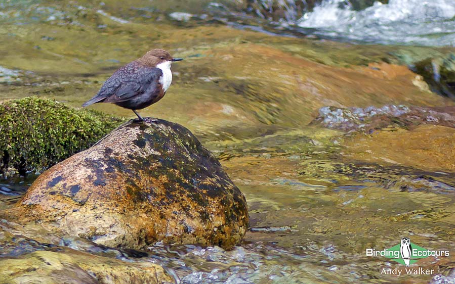 Finland birding tours