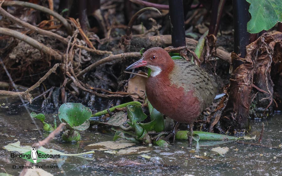 Remote North Madagascar birding tour