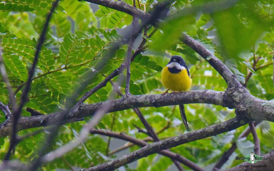 Tanzania birding tour