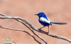 Alice Springs birding tours