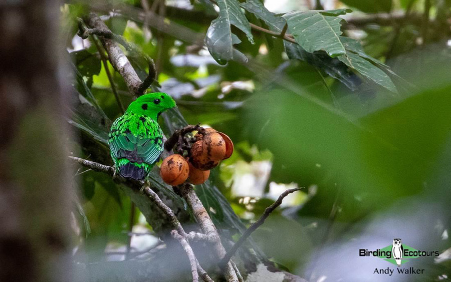 Malaysia Borneo Sabah