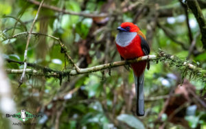 Borneo birding tours