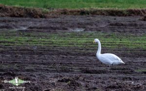 Baltic birding tour