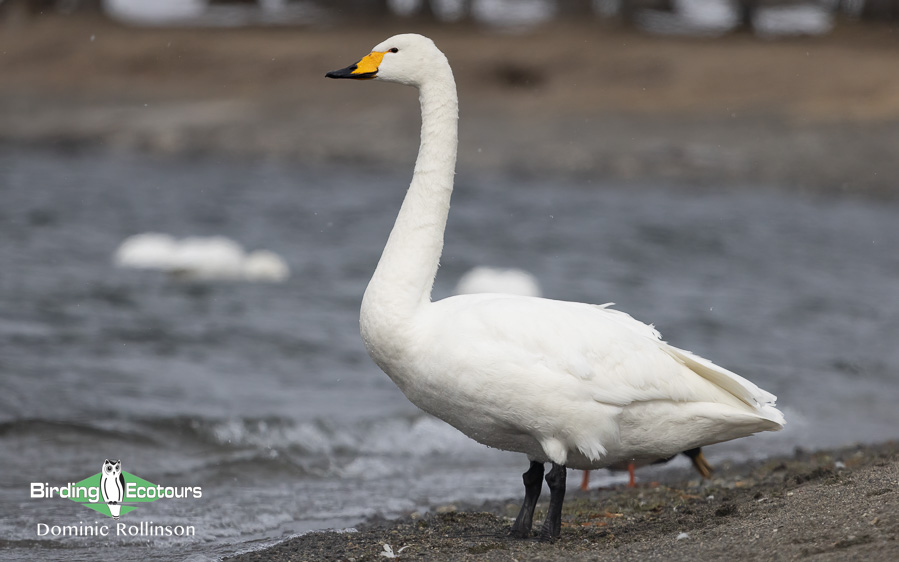Poland birding tours