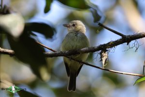 Northeast Brazil birding tour