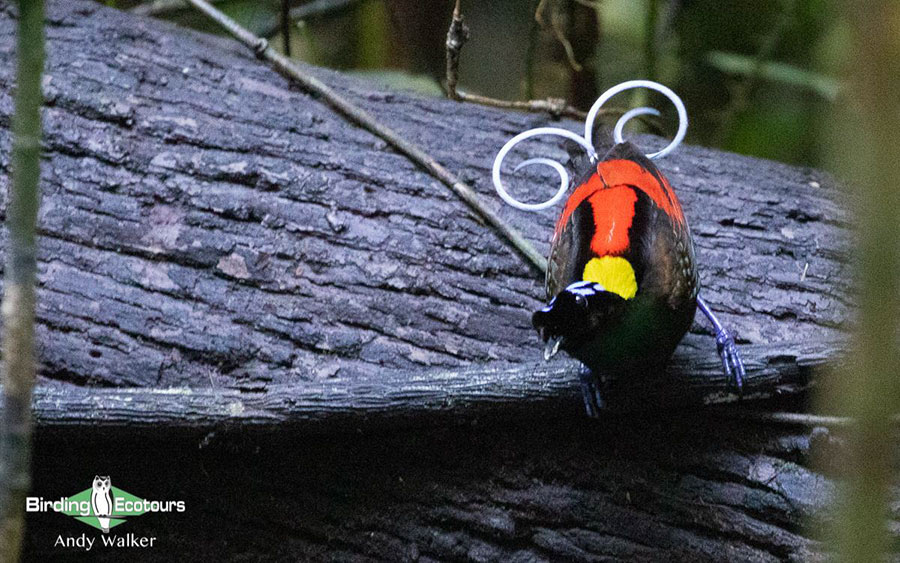West Papua trip report August 2022