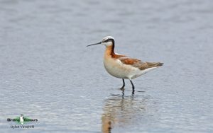 Northern California birding tour