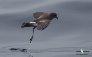 Andalusia birding tour