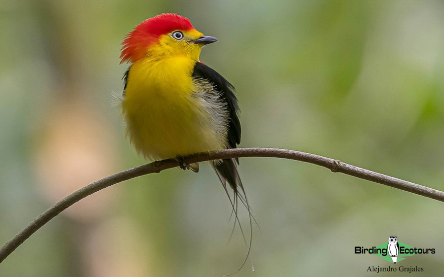 Colombia birding