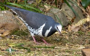 Outback birding tours