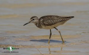 Norfolk Spring and Summer Birding Tour