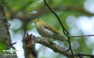 Scotland birding tours