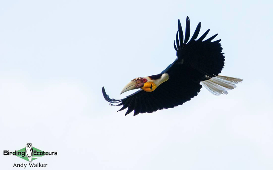 Indonesia birding tour Bali and East Java