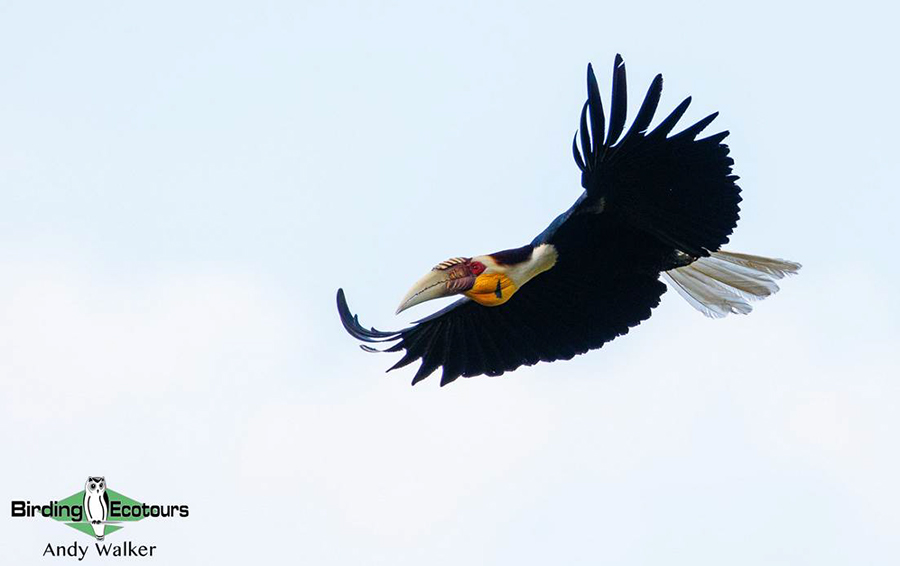 Central Thailand birding tours