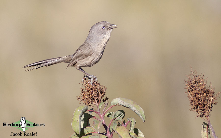 California birding tour