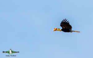 Borneo birding tours