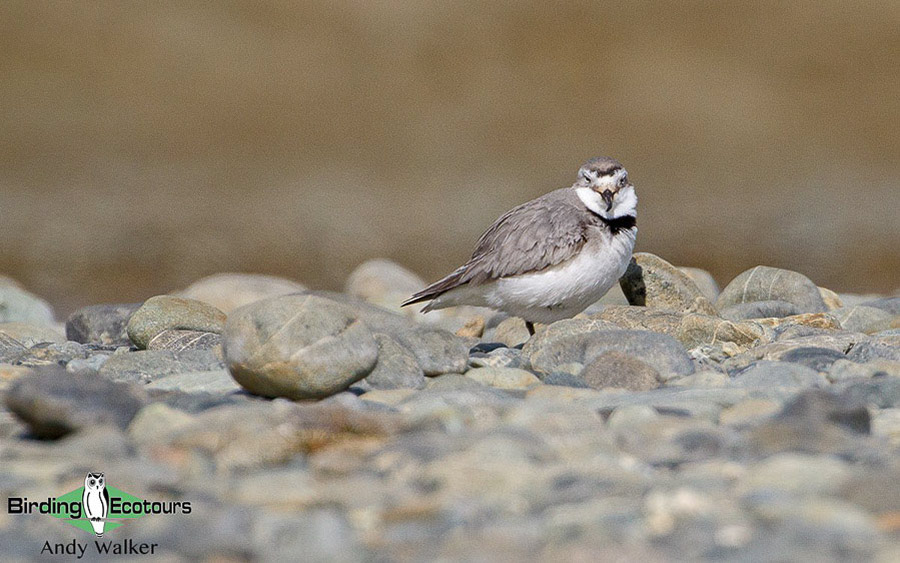 New Zealand Birding Endemic Extravaganza 