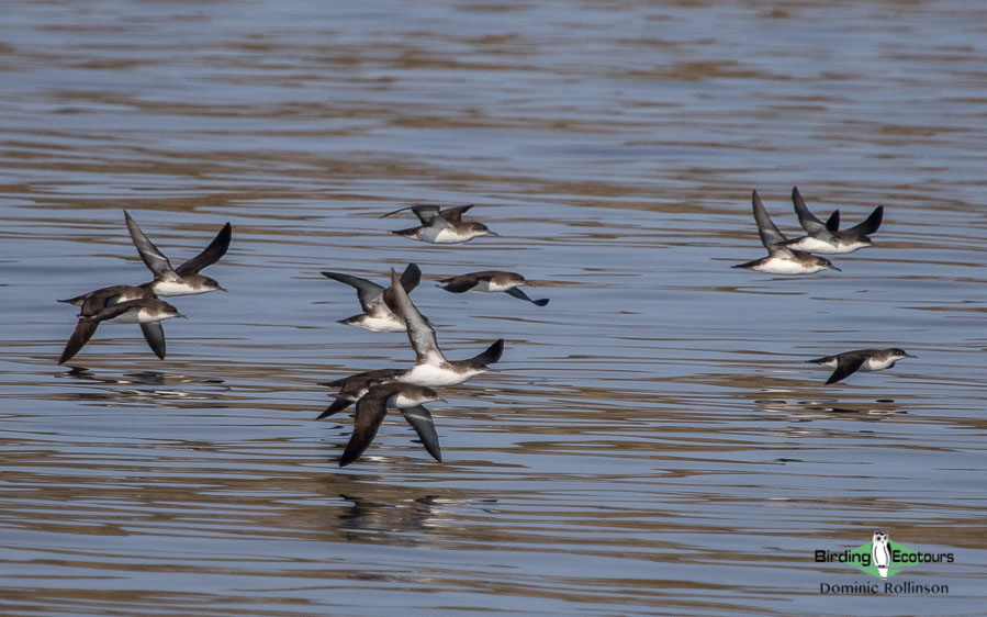 Bulgarian birding tours