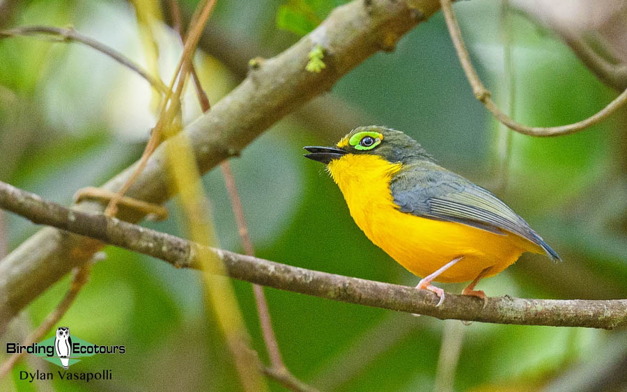 Angola birding tours